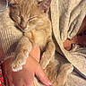 Cooper participe au concours pour gagner de l'argent avec cette photo : kitten, cat, sleeping, cozy, hands, person, sweater, warm, comfort, cute, feline, nap, fur, indoor, resting, pet, adorable, relaxation, closeup, cuddle