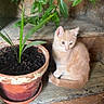 Cooper a rejoint le concours — aidez-le/la à gagner de superbes lots ! kitten, cat, plant, terracotta_pot, wooden_stairs, green_leaves, indoor, pet, young_cat, curious, orange_cat, floor, nature, small_animal, feline, sitting, cozy, rustic, houseplant, quiet