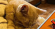 Cooper a rejoint le concours — aidez-le/la à gagner de superbes lots ! cat, orange_cat, sleeping, cozy, person, lap, sweater, indoor, kitchen, table, tile_wall, warm_lighting, feline, resting, pet, fur, closeup, comfort, domestic, relaxation