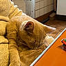 cat, orange_cat, sleeping, cozy, person, lap, sweater, indoor, kitchen, table, tile_wall, warm_lighting, feline, resting, pet, fur, closeup, comfort, domestic, relaxation