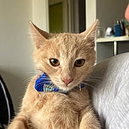 Cooper participe au concours pour gagner de l'argent avec cette photo : cat, orange_tabby, bow_tie, pet, indoor, animal, feline, cute, curious, relaxed, person_lap, whiskers, ears, fur, domestic_animal, portrait, household, companion, cute_pet, closeup