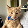 cat, orange_tabby, bow_tie, pet, indoor, animal, feline, cute, curious, relaxed, person_lap, whiskers, ears, fur, domestic_animal, portrait, household, companion, cute_pet, closeup