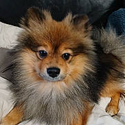 Ullan a rejoint le concours — aidez-le/la à gagner de superbes lots ! dog, pomeranian, fluffy, pet, animal, bed, white_bedspread, fur, cute, small_dog, indoor, resting, brown_fur, black_fur, face, ears, tail, legs, cozy, leather_background