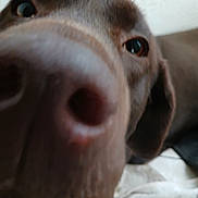 Tartine participe au concours pour gagner de l'argent avec cette photo : animal, canine, dog, hound, labradorretriever, pet, pointer, puppy, snout