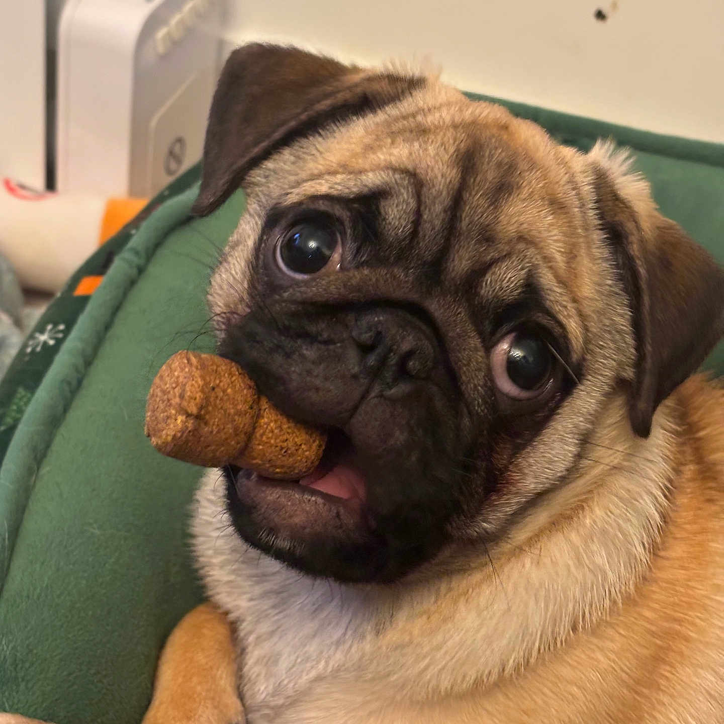 Alfred participe au concours pour gagner de l'argent avec cette photo : animal, canine, closeup, companion, cork, cozy, cute, dog, expressive_eyes, face, fur, green_cushion, indoor, laying_down, paw, pet, portrait, pug, relaxed, snout