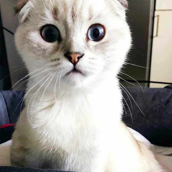 Tigrou a rejoint le concours — aidez-le/la à gagner de superbes lots ! abyssinian, angora, animal, cat, face, head, kitten, manx, person, pet, siamese, text, white