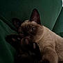 animal, cat, closeup, couch, cute, domestic_cat, ears, feline, furniture, green_background, indoor, mammal, paws, pet, relaxing, resting, siamese_cat, sleepy, soft_fur, whiskers