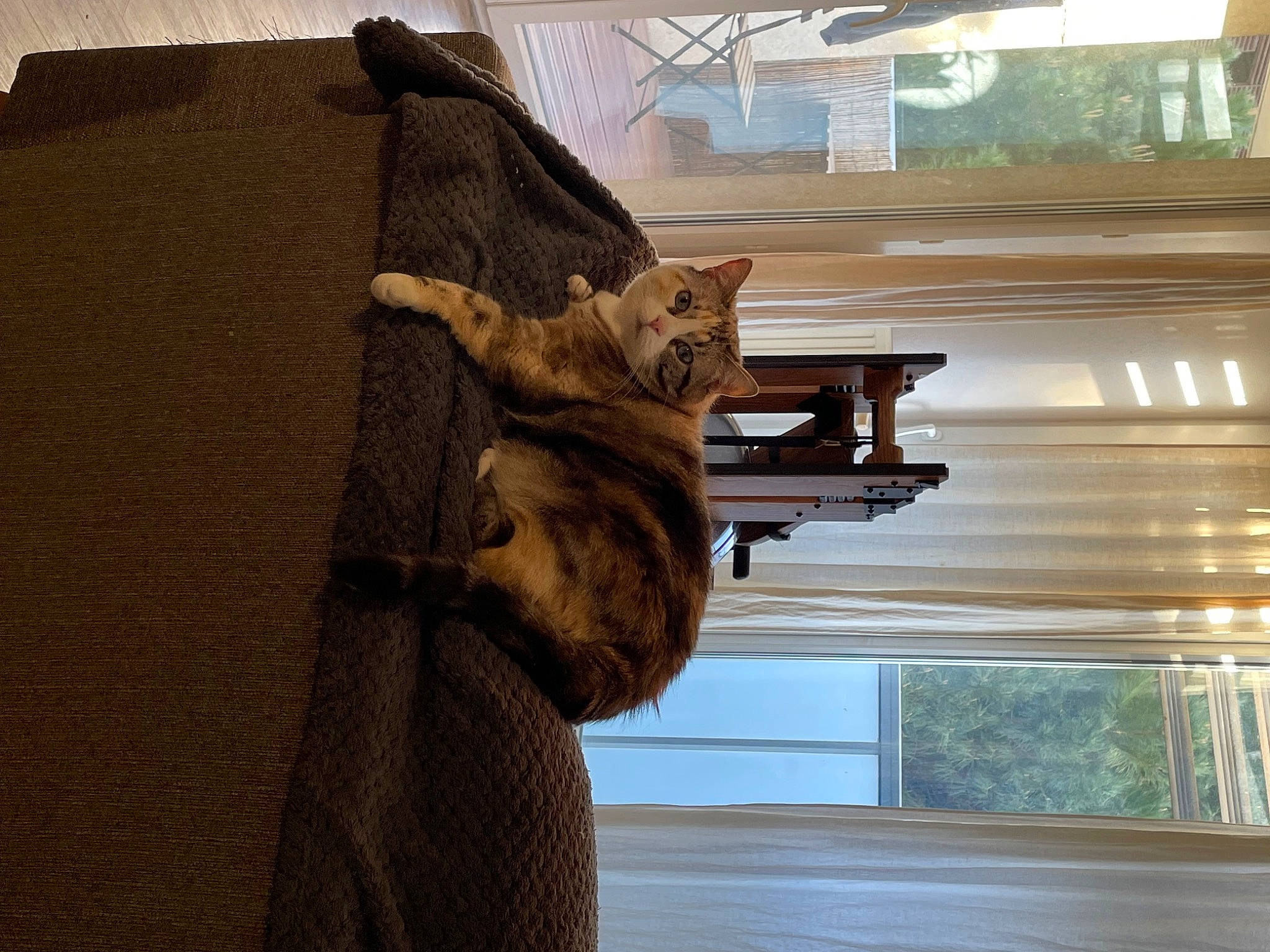 Nayade participe au concours pour gagner de l'argent avec cette photo : art, artifact, building, carving, fawn, felidae, fur, military_camouflage, pattern, room, sculpture, small_to_medium_sized_cats, statue, tail, tints_and_shades, visual_arts, window, window_covering, window_treatment, wood