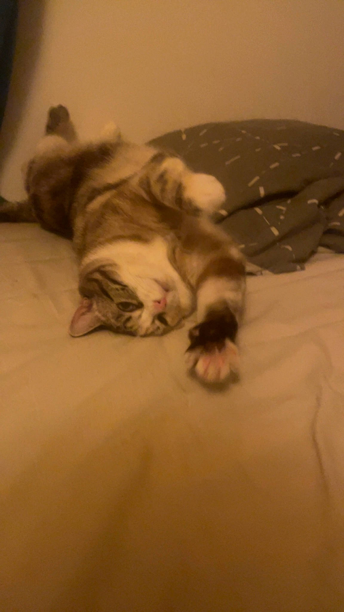 Nayade participe au concours pour gagner de l'argent avec cette photo : bed, bedding, carnivore, cat, comfort, companion_dog, dog_breed, domestic_short_haired_cat, fawn, felidae, flooring, grey, hardwood, linens, paw, small_to_medium_sized_cats, snout, tail, whiskers, wood