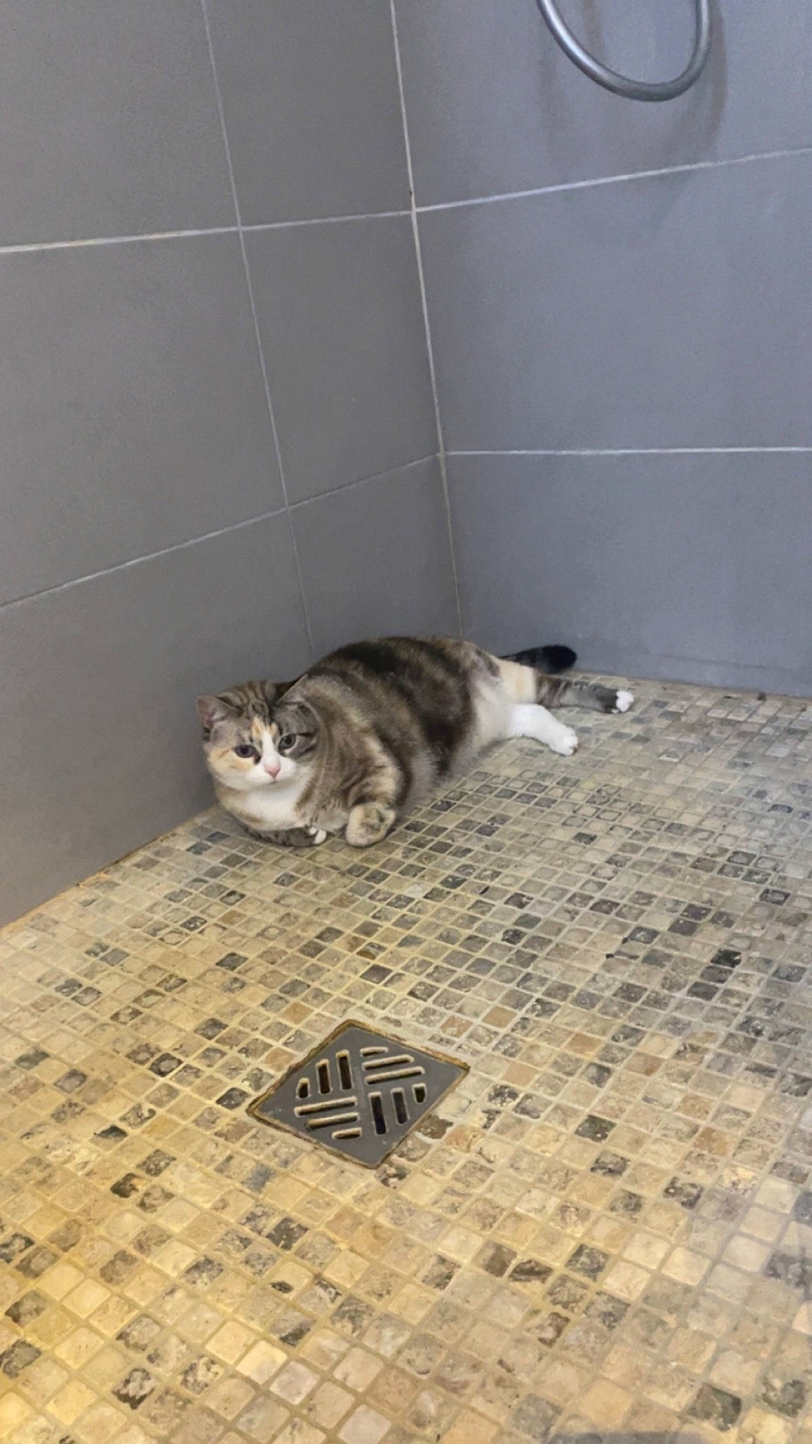 Nayade participe au concours pour gagner de l'argent avec cette photo : carnivore, cat, domestic_short_haired_cat, felidae, floor, flooring, fur, grey, hardwood, paw, room, small_to_medium_sized_cats, tail, terrestrial_animal, tile, tile_flooring, whiskers, wood, wood_flooring
