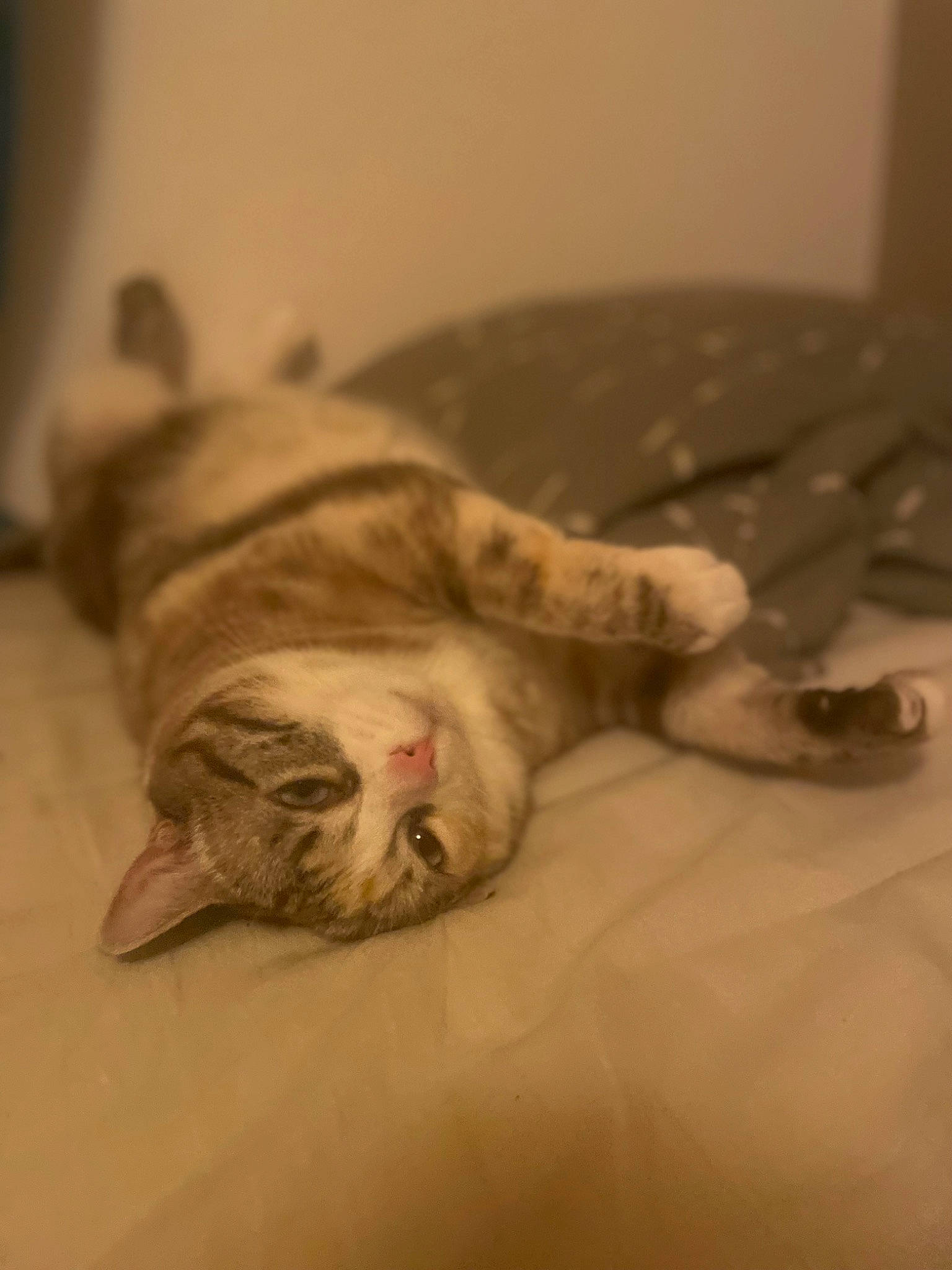 Nayade participe au concours pour gagner de l'argent avec cette photo : carnivore, cat, comfort, domestic_short_haired_cat, fawn, felidae, flooring, fur, grey, hardwood, linens, nap, paw, room, sleep, small_to_medium_sized_cats, snout, tail, whiskers, wood