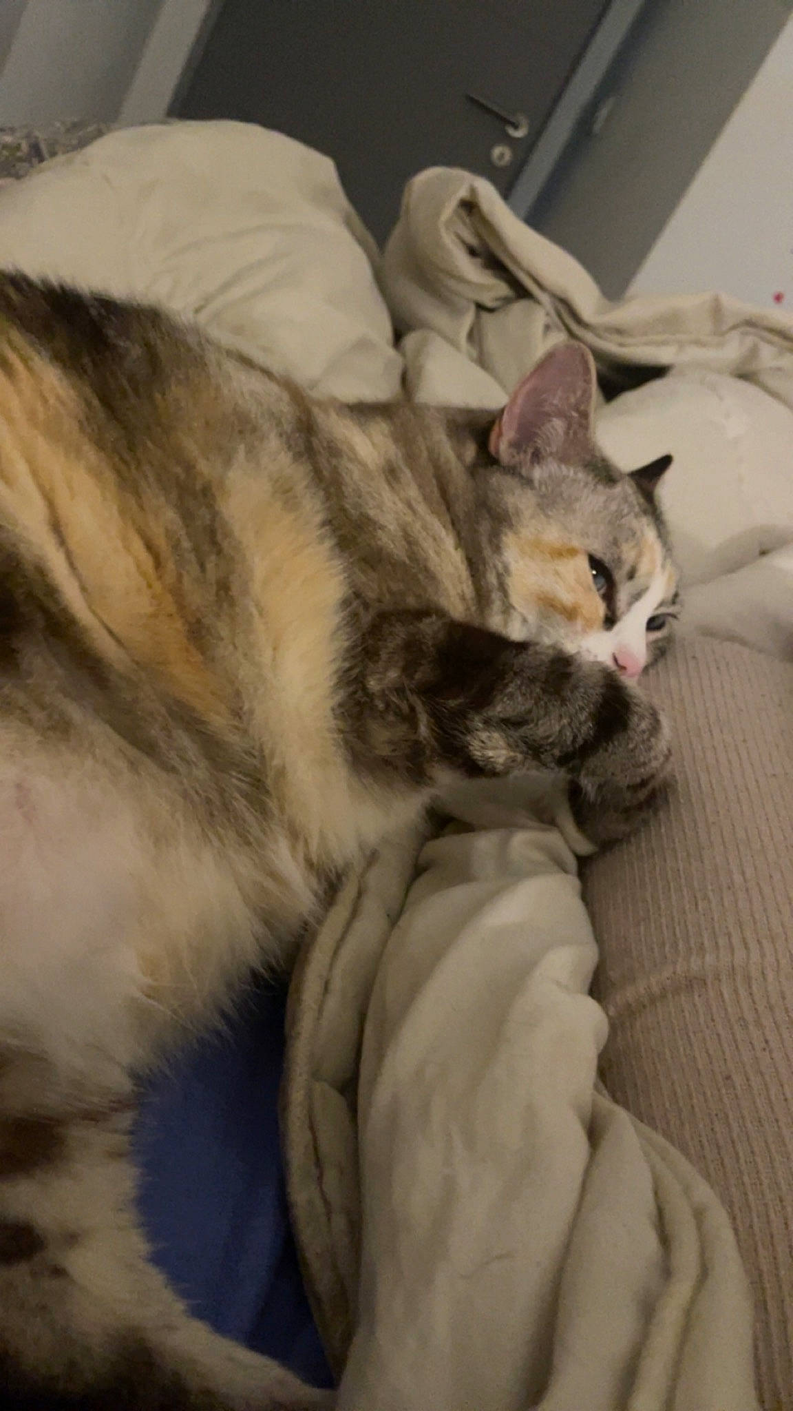 Nayade participe au concours pour gagner de l'argent avec cette photo : bed, bedding, carnivore, cat, claw, comfort, domestic_short_haired_cat, felidae, fur, grey, linens, nap, paw, small_to_medium_sized_cats, tail, whiskers