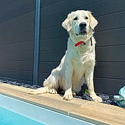 Vixie participe au concours pour gagner de l'argent avec cette photo : animal, canine, collar, daytime, dog, fence, fur, golden_retriever, leash, outdoor, pet, pool, portrait, red_collar, relaxing, sitting, summer, sunlight, water, wooden_deck