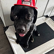 Athena is registered to the contest to win money with this photo: dog, black_dog, puppy, firefighter_hat, red_hat, pet_bed, indoor, floor, tongue_out, cute, animal, pet, sitting, looking_up, canine, domestic_animal, helmet, young_dog, expression, fur