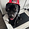 dog, black_dog, puppy, firefighter_hat, red_hat, pet_bed, indoor, floor, tongue_out, cute, animal, pet, sitting, looking_up, canine, domestic_animal, helmet, young_dog, expression, fur