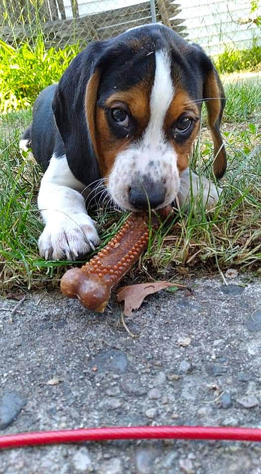 Davidson is registered to the contest to win money with this photo: ball, beagle, beagle_harrier, canidae, carnivore, companion_dog, dog, dog_breed, finnish_hound, grass, hound, hunting_dog, mammal, plant, scent_hound, sporting_group, terrestrial_animal, vertebrate, whiskers, working_dog