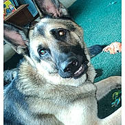 Havoc joined the competition — help win amazing prizes! animal, canine, carpet, cute, dog, domestic, ears, face, fur, furniture, german_shepherd, indoor, living_room, looking_up, pet, purple_chair, relaxed, smile, toy, wooden_table