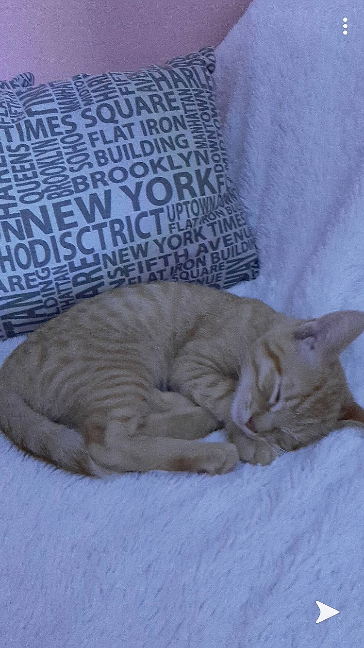 Bebou participe au concours pour gagner de l'argent avec cette photo : british_shorthair, carnivore, cat, cat_bed, comfort, european_shorthair, fawn, felidae, kitten, nap, sleep, small_to_medium_sized_cats, whiskers