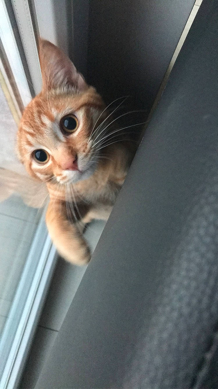 Bebou participe au concours pour gagner de l'argent avec cette photo : aegean_cat, asian, carnivore, cat, domestic_short_haired_cat, ear, european_shorthair, eye, fawn, felidae, kitten, mammal, ojos_azules, polydactyl_cat, singapura, small_to_medium_sized_cats, tabby_cat, whiskers, window