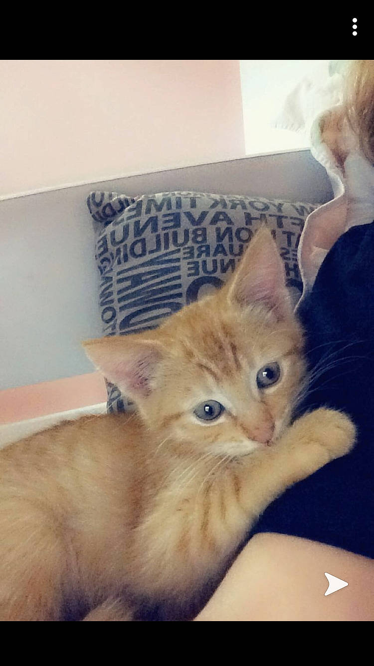 Bebou a rejoint le concours — aidez-le/la à gagner de superbes lots ! asian, carnivore, cat, cymric, domestic_long_haired_cat, domestic_short_haired_cat, ear, european_shorthair, eye, fawn, felidae, fur, kitten, maine_coon, mammal, persian, small_to_medium_sized_cats, tabby_cat, vertebrate, whiskers