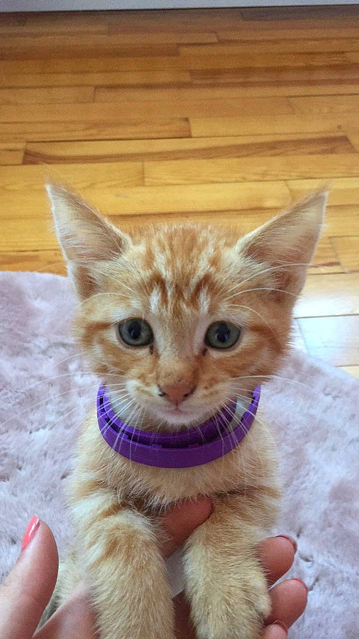 Bebou participe au concours pour gagner de l'argent avec cette photo : american_shorthair, arabian_mau, asian, carnivore, cat, domestic_short_haired_cat, european_shorthair, fawn, felidae, fur, german_rex, kitten, mammal, ojos_azules, polydactyl_cat, small_to_medium_sized_cats, snout, tabby_cat, vertebrate, whiskers