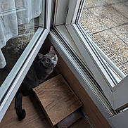 Grisou a rejoint le concours — aidez-le/la à gagner de superbes lots ! cat, gray_cat, green_eyes, wooden_floor, wooden_box, glass_door, window, indoor, curious, pet, animal, reflection, natural_light, corner, quiet, cozy, floor, looking_up, domestic, home