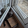 cat, gray_cat, green_eyes, wooden_floor, wooden_box, glass_door, window, indoor, curious, pet, animal, reflection, natural_light, corner, quiet, cozy, floor, looking_up, domestic, home