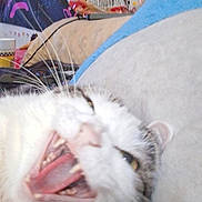 Shadow is registered to the contest to win money with this photo: cat, close_up, yawning, plush_toy, furniture, indoor, decorations, fabric, whiskers, teeth, pink, blue, white, black, blur, animal, pet, cozy, relaxing, home