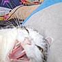 cat, close_up, yawning, plush_toy, furniture, indoor, decorations, fabric, whiskers, teeth, pink, blue, white, black, blur, animal, pet, cozy, relaxing, home