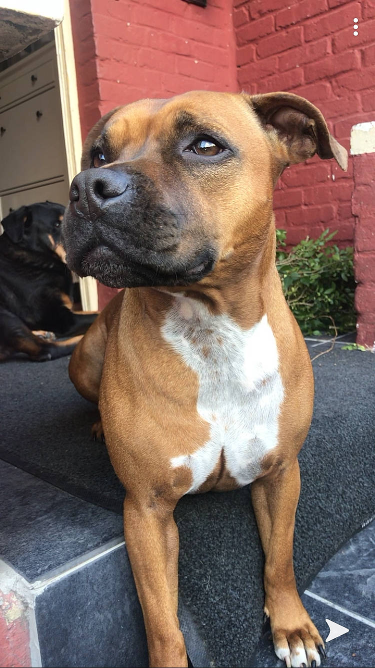 Jazz a rejoint le concours — aidez-le/la à gagner de superbes lots ! american_pit_bull_terrier, american_staffordshire_terrier, black_mouth_cur, boerboel, boxer, bullmastiff, canidae, carnivore, dog, dog_breed, fawn, mammal, molosser, muscle, non_sporting_group, rare_breed_dog, snout, sporting_group, staffordshire_bull_terrier, vertebrate