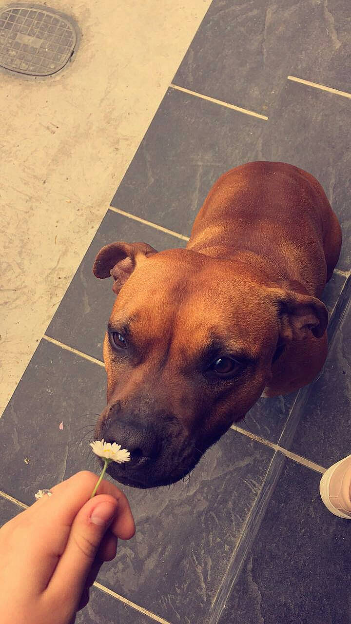 Jazz a rejoint le concours — aidez-le/la à gagner de superbes lots ! american_pit_bull_terrier, black_mouth_cur, bullmastiff, canidae, carnivore, dog, dog_breed, fawn, mammal, mountain_cur, non_sporting_group, potcake_dog, snout, staffordshire_bull_terrier, street_dog, vertebrate