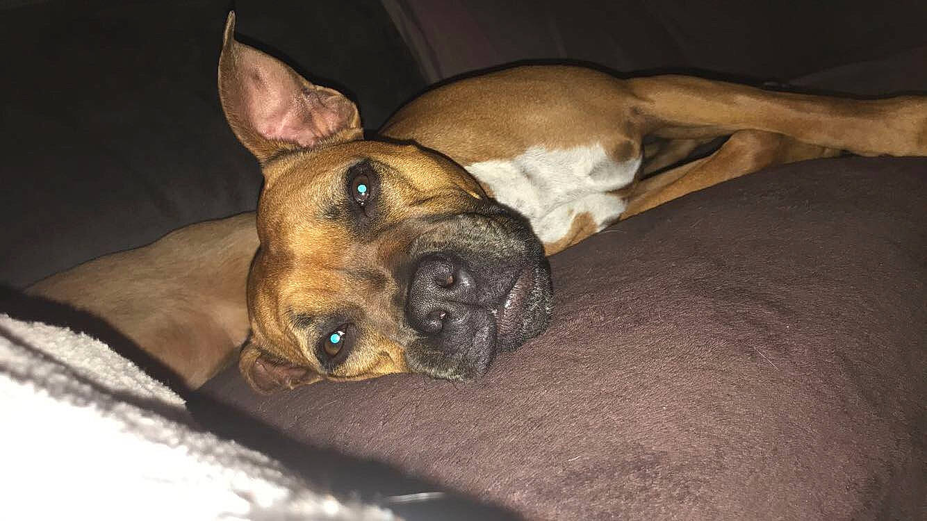 Jazz a rejoint le concours — aidez-le/la à gagner de superbes lots ! alano_espanol, black_mouth_cur, canidae, carnivore, companion_dog, dog, dog_breed, ear, fawn, mammal, non_sporting_group, snout, vertebrate, whiskers