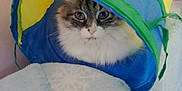 Princesse a rejoint le concours — aidez-le/la à gagner de superbes lots ! animal, blanket, blue, blue_eyes, cat, colorful, cozy, curious, cute, feline, fluffy, green, home, indoor, pet, playful, resting, soft, tunnel_toy, yellow