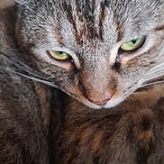 Titi participe au concours pour gagner de l'argent avec cette photo : animal, cat, close_up, closeup, cozy, cute, domestic_cat, face, feline, fur, green_eyes, indoor, mammal, pet, portrait, relaxed, sleepy, soft_focus, tabby, whiskers