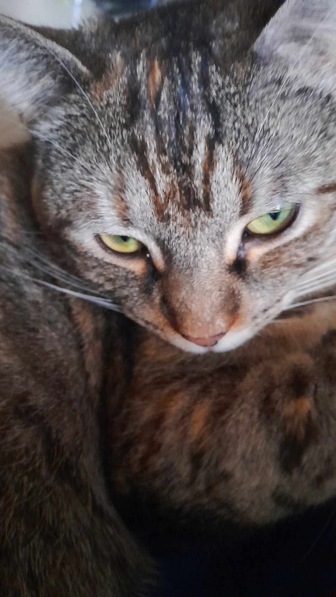 Titi