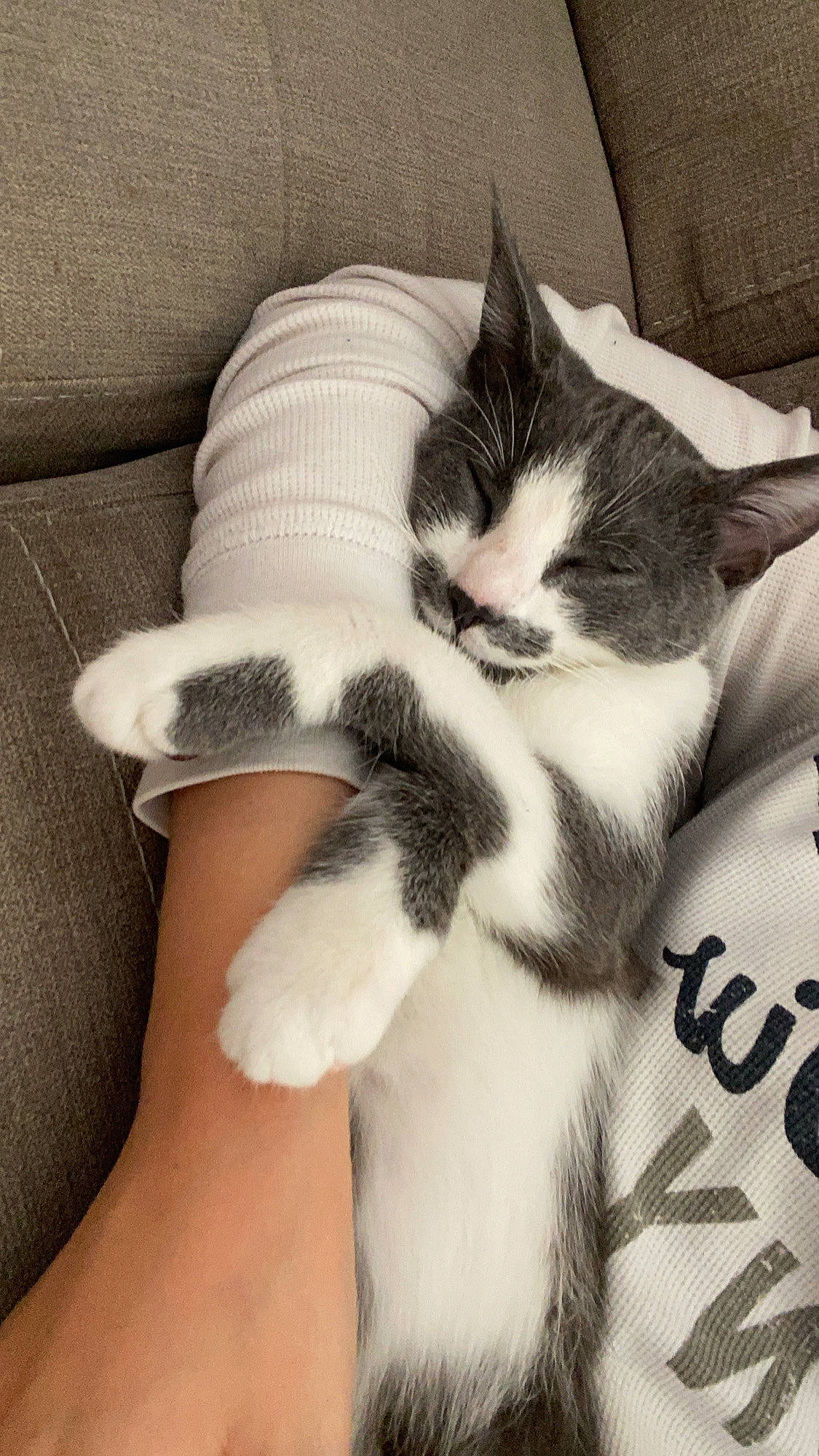 Moustache a rejoint le concours — aidez-le/la à gagner de superbes lots ! carnivore, cat, comfort, couch, eye, felidae, finger, gesture, glasses, hair, hand, head, human_body, leg, moustache, small_to_medium_sized_cats, snout, tail, thigh, whiskers