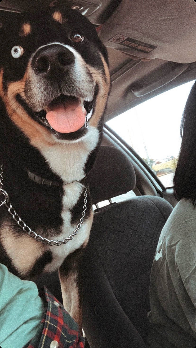 Jackson joined the competition — help win amazing prizes! car, car_seat, car_seat_cover, carnivore, collar, companion_dog, dog, dog_breed, dog_collar, fawn, head_restraint, seat_belt, snout, sporting_group, tartan, vehicle, vehicle_door, whiskers, window, working_animal