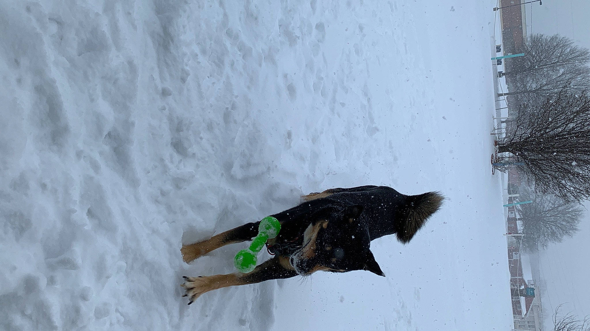 Jackson is registered to the contest to win money with this photo: beak, dog_breed, event, feather, freezing, fur, geological_phenomenon, recreation, slope, snow, tail, tree, window, winter, wood