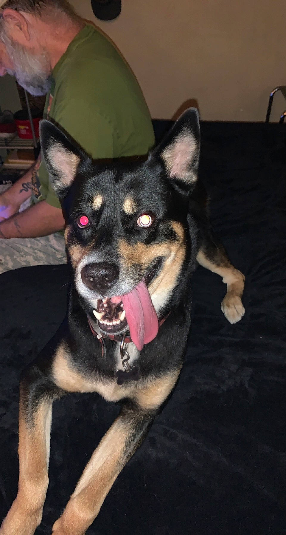 Jackson joined the competition — help win amazing prizes! canidae, carnivore, companion_dog, dog, dog_breed, dog_supply, fawn, fur, herding_dog, jaw, non_sporting_group, puppy, snout, sporting_group, t_shirt, working_animal, working_dog