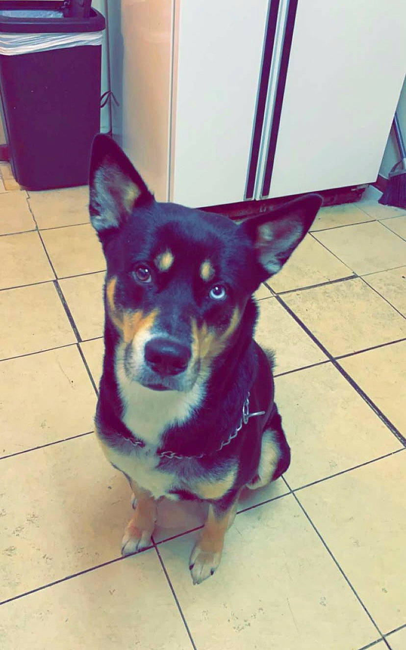 Jackson is registered to the contest to win money with this photo: canidae, carnivore, companion_dog, dog, dog_breed, electric_blue, fawn, floor, flooring, font, fur, non_sporting_group, paw, snout, sporting_group, tile_flooring, toy_dog, whiskers, working_animal, working_dog