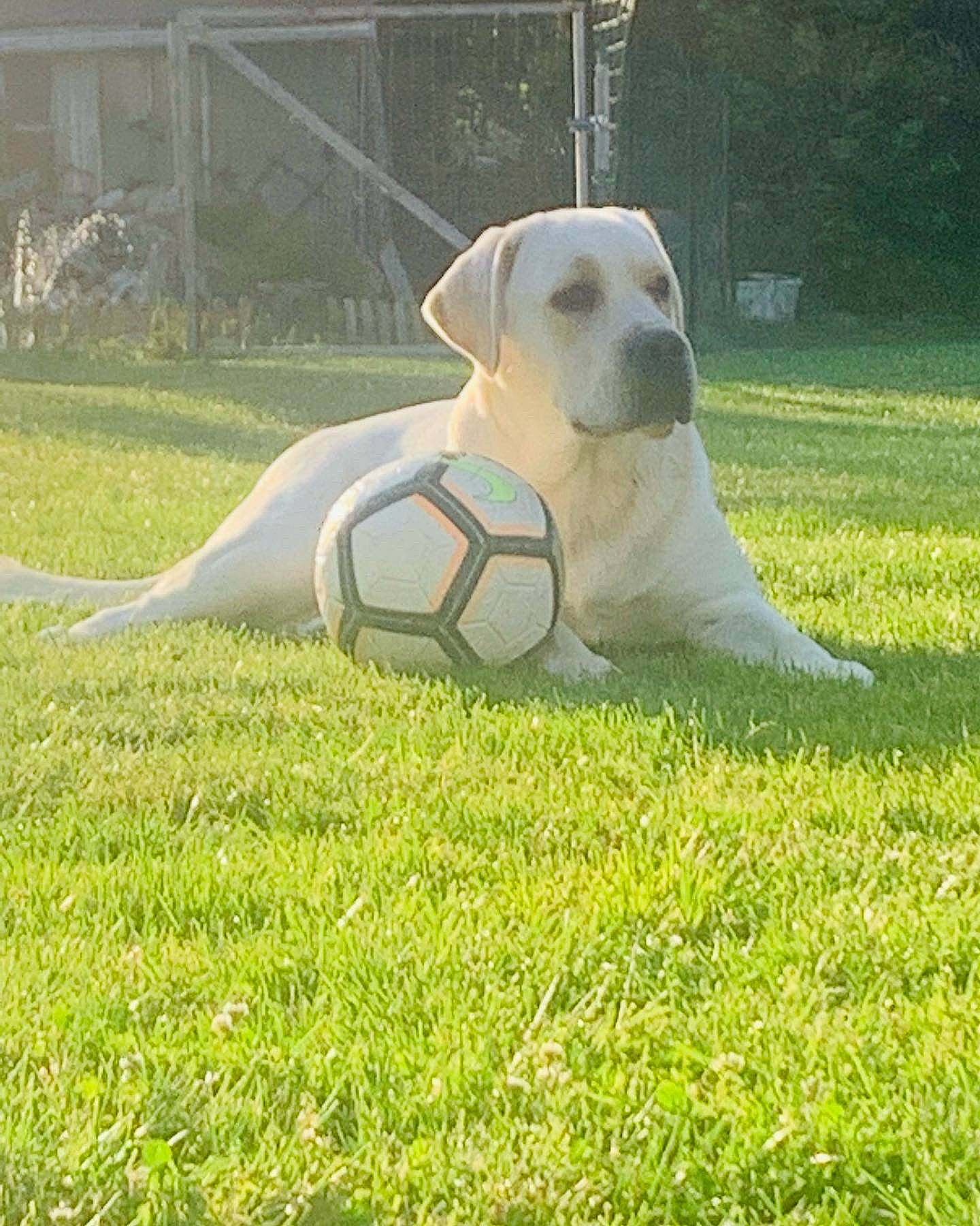 Rio participe au concours pour gagner de l'argent avec cette photo : canidae, carnivore, chair, companion_dog, dog, dog_breed, dog_supply, fawn, fence, grass, grassland, gun_dog, labrador_retriever, lawn, pet_supply, plant, sporting_group, tail, working_animal, yard