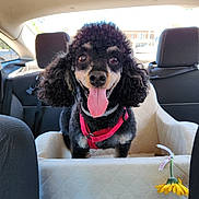 Rusty joined the competition — help win amazing prizes! animal, black_dog, car_interior, car_seat, curly_fur, cute, daylight, dog, happy, harness, pet, pet_accessory, poodle, portrait, seatbelt, smiling, sunflower, tongue_out, travel, window