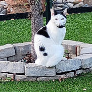 Smudge joined the competition — help win amazing prizes! cat, black_and_white, sitting, stone_border, tree, garden, grass, outdoor, pet, animal, nature, fur, whiskers, ears, collar, calm, daylight, plant, rocks, greenery