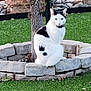 cat, black_and_white, sitting, stone_border, tree, garden, grass, outdoor, pet, animal, nature, fur, whiskers, ears, collar, calm, daylight, plant, rocks, greenery