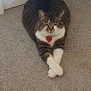 Veronica is registered to the contest to win money with this photo: cat, tabby, pet, animal, carpet, indoor, feline, white_paws, heart_tag, resting, crossed_paws, cute, domestic, fur, whiskers, ears, floor, relaxed, lying_down, home