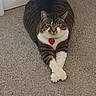 cat, tabby, pet, animal, carpet, indoor, feline, white_paws, heart_tag, resting, crossed_paws, cute, domestic, fur, whiskers, ears, floor, relaxed, lying_down, home
