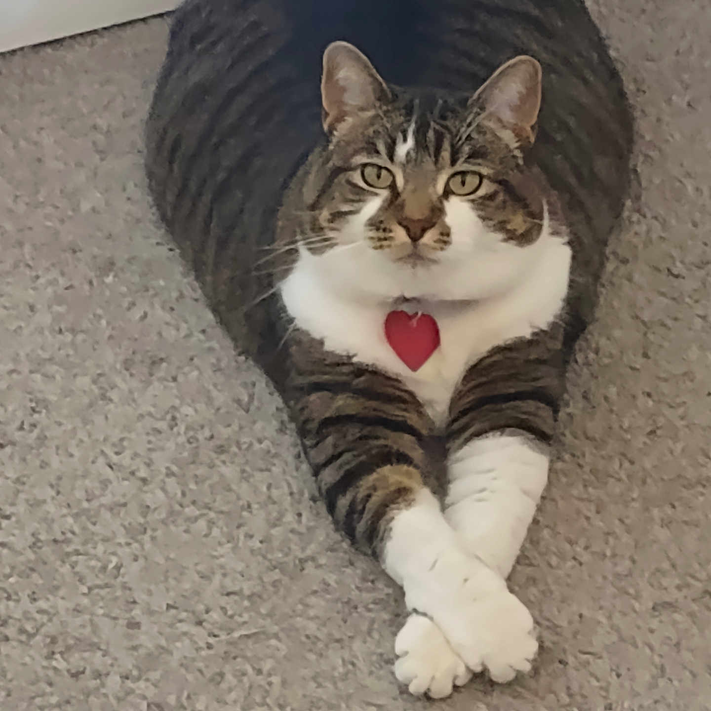 Veronica joined the competition — help win amazing prizes! cat, tabby, white_paws, heart_tag, carpet, indoor, pet, feline, lying_down, crossed_legs, striped, cute, animal, whiskers, ears, fur, looking_at_camera, relaxed, domestic_cat, house_pet