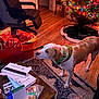 dog, green_collar, christmas_tree, holiday_lights, wooden_floor, chair, office_chair, rug, table, envelopes, papers, gift_wrap, red_container, decorations, indoor, pet, home, curious, holiday, lighting