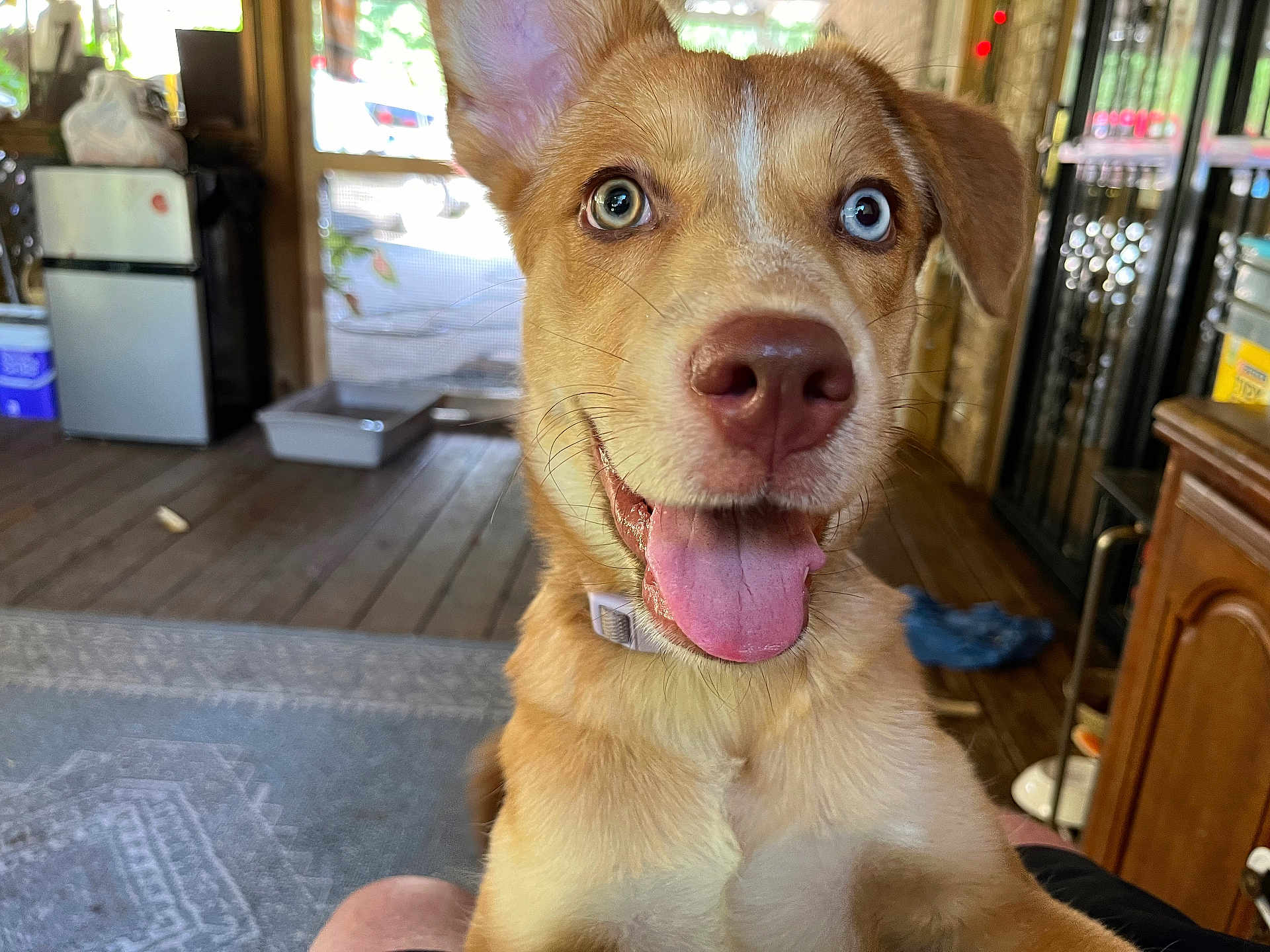 Millie is registered to the contest to win money with this photo: dog, pet, indoor, happy, tongue_out, heterochromia, close_up, canine, smiling, fur, collar, floor, wood, home, carpet, furniture, refrigerator, window, tongue, ears