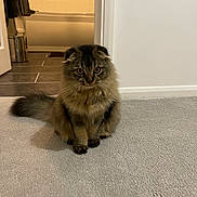 Luna-Lou is registered to the contest to win money with this photo: cat, fluffy, indoor, carpet, pet, animal, feline, curious, sitting, wide_eyes, fur, home, floor, tail, ears, whiskers, brown, black, cute, domestic